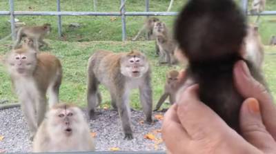 Усыновленного малыша обезьяны показали диким сородичам - их реакция повеселила всех! (Видео)