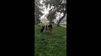 Восемь южно-сахалинских коров отправились на самовыгул по городу
