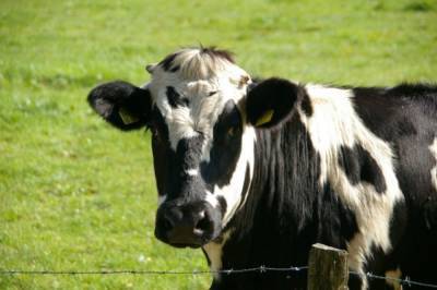 В Хабаровском крае бесхозные коровы сломали забор и съели урожай