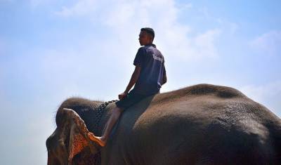 «Вождение» слонов на Шри-Ланке запретили в нетрезвом виде