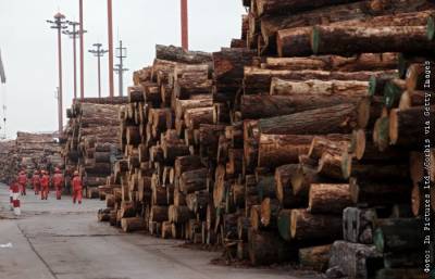 Запрет экспорта круглого леса потребует переходного периода в ДФО