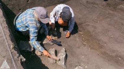 Останки предка современного кита возрастом 43 млн лет обнаружили в Египте