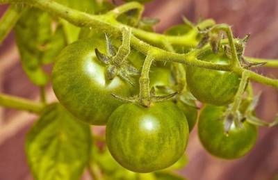Почему трескаются помидоры: названы основные ошибки дачников