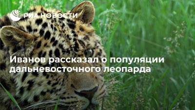 Представитель президента Иванов: угроза исчезновения дальневосточного леопарда миновала