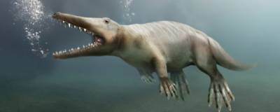 В Египте обнаружили окаменелости ранее неизвестного предка кита с четырьмя конечностями