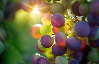 Прогноз: Урожай винограда будет больше прошлогоднего