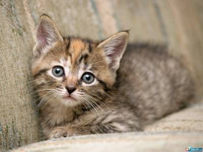 Тоболячку, выбросившую с балкона котят, будут судить за жестокое обращение с животными