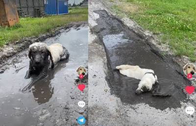 «И смех, и слезы»: Белый пес извалялся в грязи и набрал больше 10 млн просмотров в TikTok