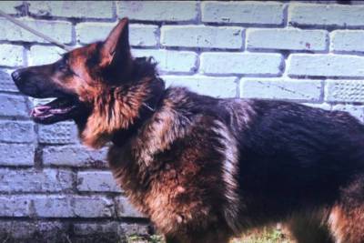 Для собак-ветеранов УФСИН Удмуртии ищут новый дом
