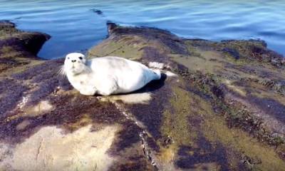 Уникальные кадры: в Карелии на видео сняли морского зайца