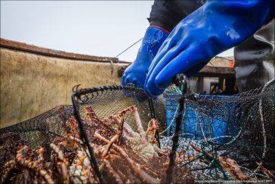 На Сахалине построят порт с годовым оборотом в миллион тонн рыбы и морепродуктов