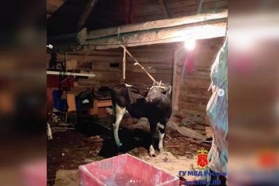 Двух коров и бычка украли цыгане у фермера в Красном Селе