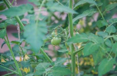 Что делать с ботвой помидоров осенью: хитрости, о которых вам не расскажет сосед