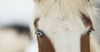 Лошадь Пржевальского попала в список «вероятно исчезнувших» животных