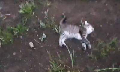 В Тюменской области осудят женщину, которая зверски убила двух котят