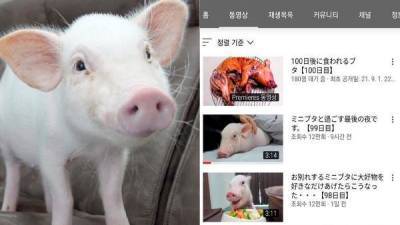 Жительница Японии 100 дней вела видеоблог о жизни поросёнка и потом его съела