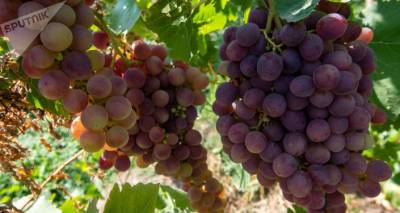Власти Армении продлят льготные кредиты для бизнеса в целях закупки винограда