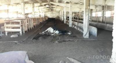 Специалисты нашли причину гибели коровы в Вурнарском районе, которая переполошила местных жителей