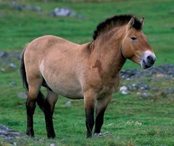 В России исчезли лошадь Пржевальского и несколько видов осетров