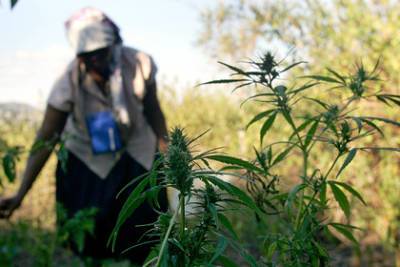 Африканские старушки начали выращивать марихуану для выживания