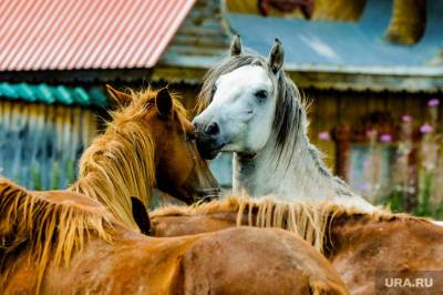 В Новосибирске за незаконный вывоз коней за границу будут судить чиновника