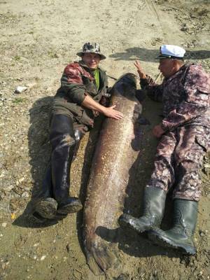 Сома-гиганта с сюрпризом поймали нижегородские рыбаки