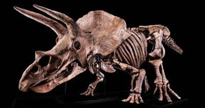 Три рога и 700 кг живого веса. Скелет самого большого трицератопса продадут на аукционе (фото)