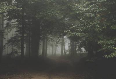 Под Тосно заблудившегося мужчину до темноты пришлось искать в лесу