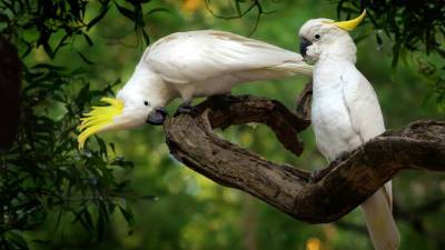 Попугаи какаду научились делать себе «ложки» для добычи пищи