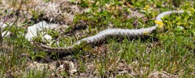 Радиоактивные змеи помогают отслеживать загрязнения в Фукусиме