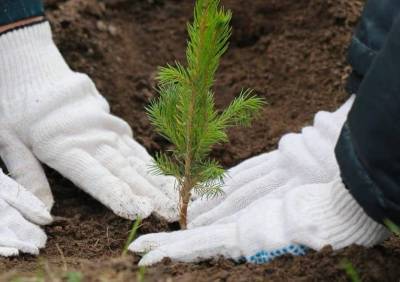 На Смоленщине стартовал осенний этап акции «Сохраним лес»