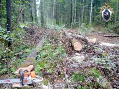 Дерево обрушилось на рабочего в лесничестве Шахунского района