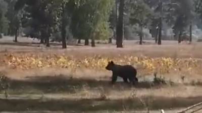 Туристов Башкирии предупредили о гуляющих медведях