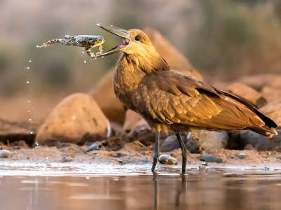 ТОП удивительных фото птиц: назван победитель международного конкурса