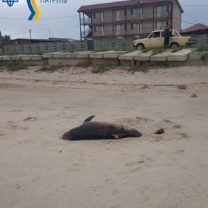 На побережье Азовского моря обнаружили мертвого дельфина