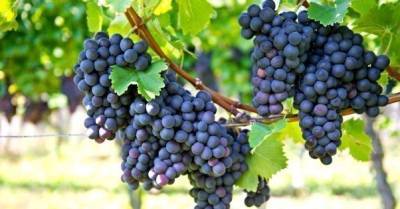 Виноград дешевеет. Обильный урожай снизит цену на 15-20%