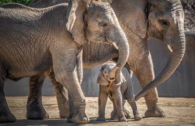 Настоящая мать: милое видео обучения слоненка