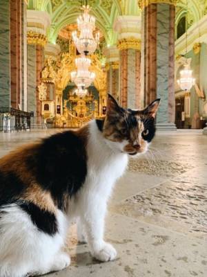 Умерла кошка-хранительница Петропавловской крепости Капитолина