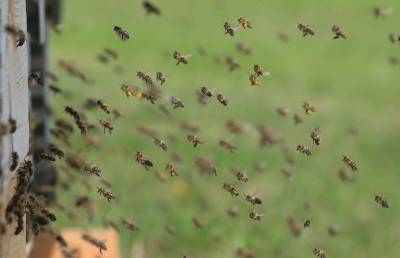 Пчелы атаковали футболистов во время матча в Боливии (ВИДЕО)