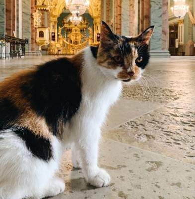 В Петербурге умер усатый хранитель Петропавловского собора — кошка Капитолина