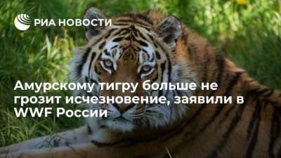 WWF России: амурскому тигру и дальневосточному леопарду больше не угрожает исчезновение