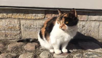 Кошка — хранительница Петропавловского собора скончалась после 20 лет службы