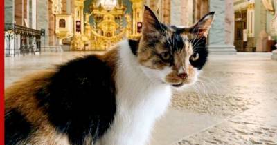 В Петербурге умерла знаменитая кошка-хранительница Петропавловской крепости