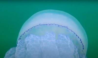 Осеннее Черное море: одесский эколог показал красоту медуз и новые «шарики» на дне (видео)