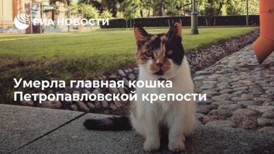 В Петербурге умерла старейшая кошка-хранительница Петропавловской крепости