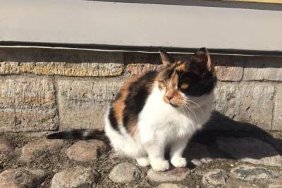 Умерла кошка-хранительница Петропавловской крепости