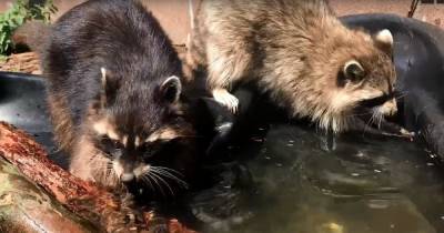 Восхитительный беспредел: в зоопарке Калининграда показали водные игры енотов (видео)