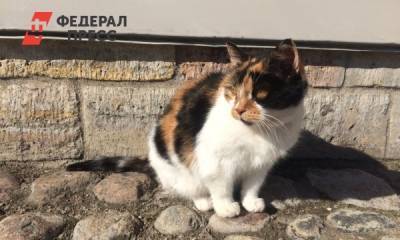 Умерла старейшая кошка-хранительница Петропавловской крепости