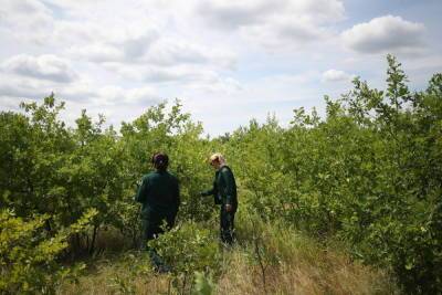 В Волгоградской области готовят 30 га лесного фонда для высадки деревьев