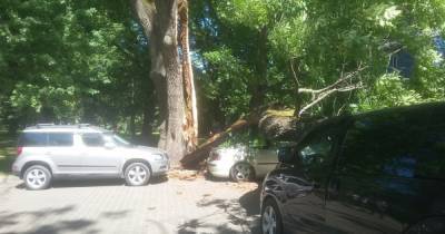 Авторазбор «Клопс»: на машину упало дерево, кто ответит за ущерб